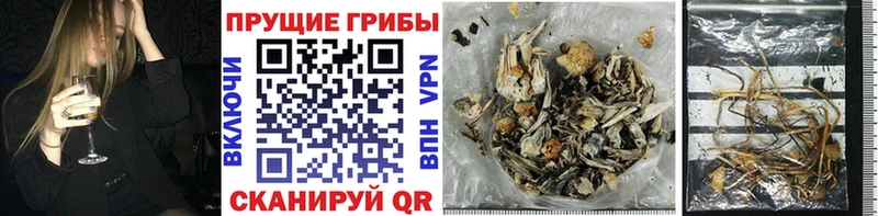 Псилоцибиновые грибы Cubensis  Купить где  Медынь 